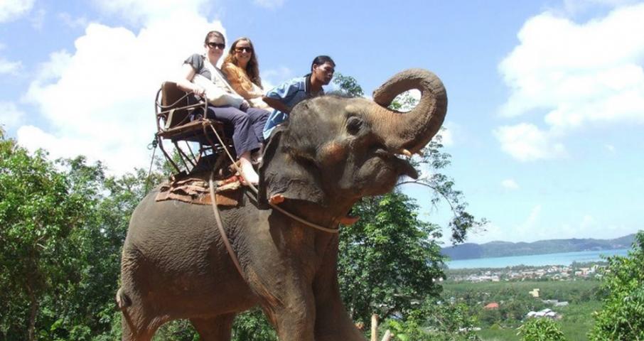 Elephant Trekking